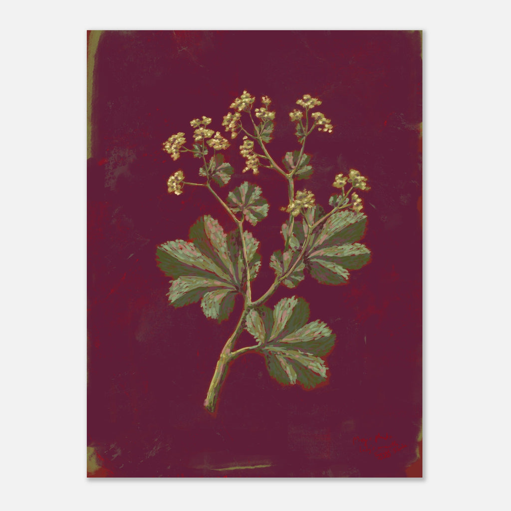 Botanical illustration of a plant with green leaves and yellow flowers on a dark red background