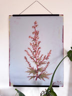 Botanical print of a plant on a blue background