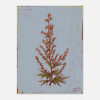 Artistic depiction of a plant with red flowers and green leaves on a textured light blue background.