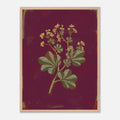 Framed botanical illustration of a plant with green leaves and yellow flowers on a dark red background.