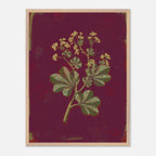 Framed botanical illustration of a plant with green leaves and yellow flowers on a dark red background.