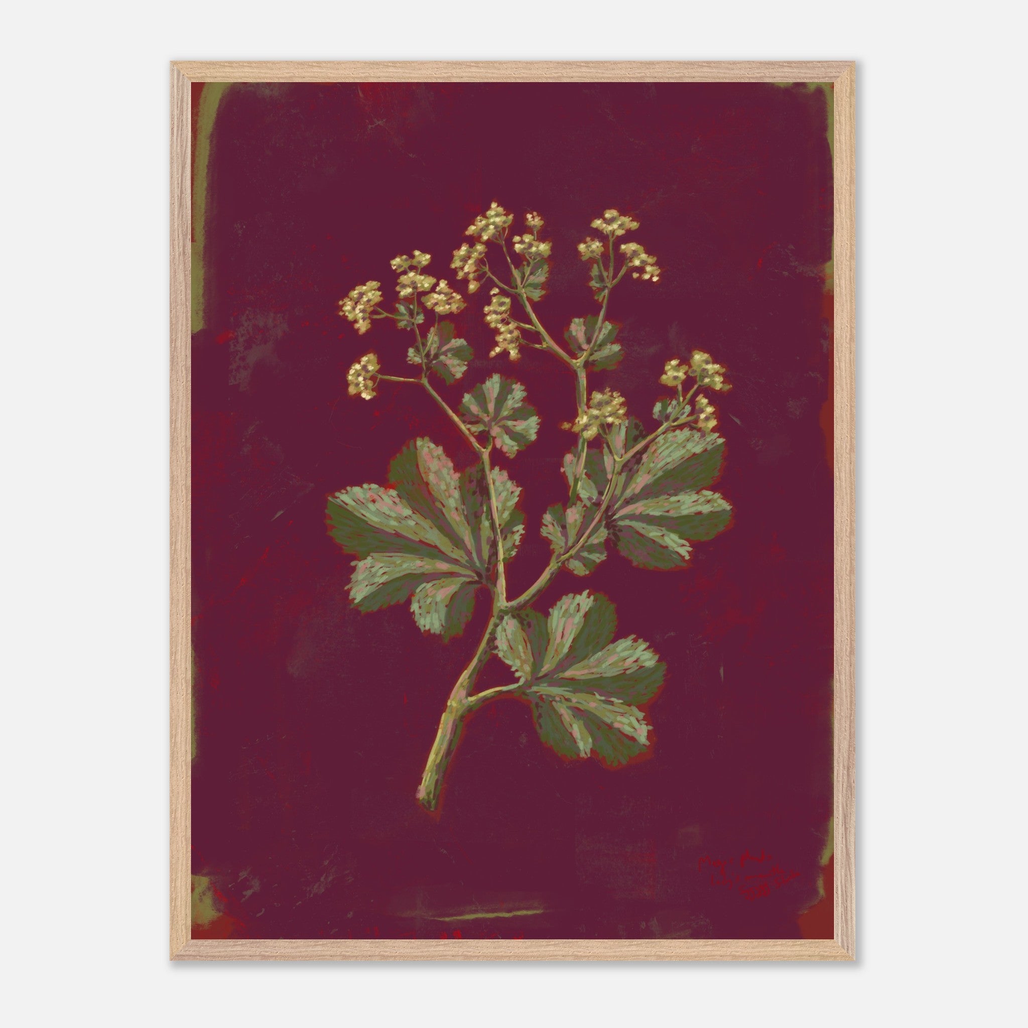 Framed botanical illustration of a plant with green leaves and yellow flowers on a dark red background.