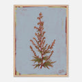 Framed botanical illustration of a plant on a light blue background