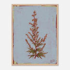 Framed botanical illustration of a plant on a light blue background