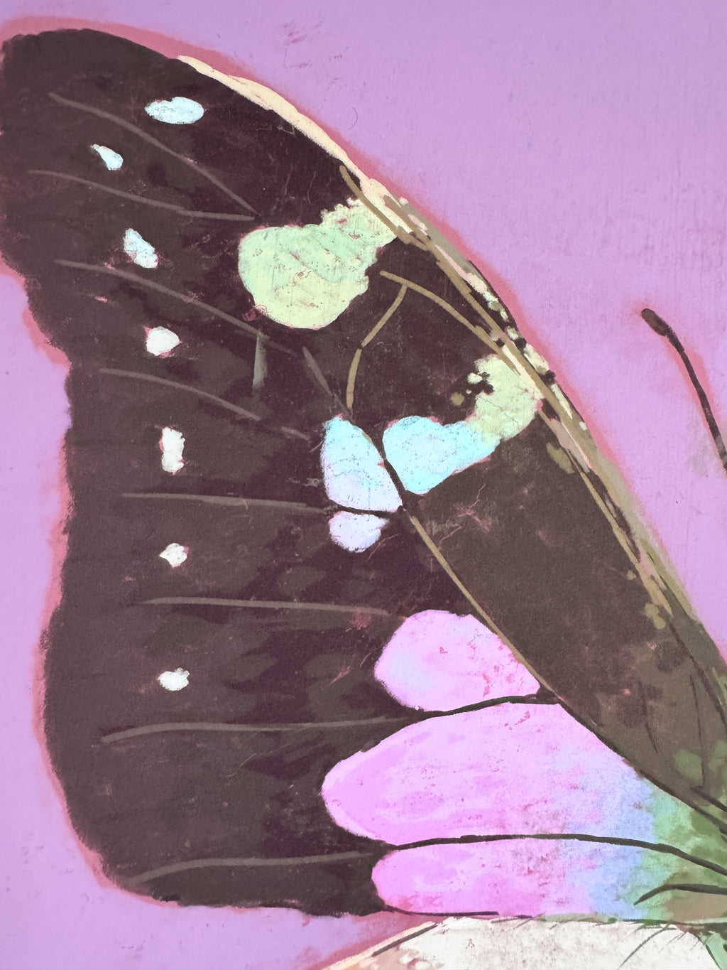Close-up of a butterfly wing with colorful patterns on a purple background