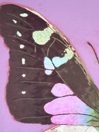 Close-up of a butterfly wing with colorful patterns on a purple background