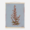 Framed botanical illustration of a plant on a light blue background