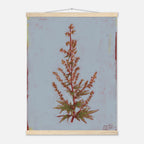 Framed botanical illustration of a plant on a light blue background