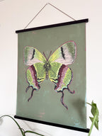 Butterfly illustration on a green background with a black frame, hanging on a wall.