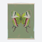 Framed artwork of a green butterfly on a green background