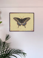 Framed butterfly artwork on a white wall with green leaves in the foreground