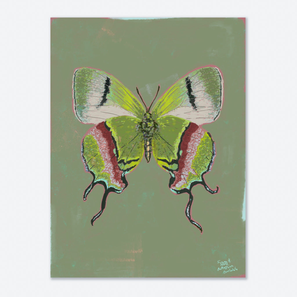 Colorful butterfly illustration on a green background