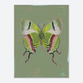 Colorful butterfly illustration on a green background