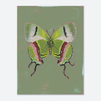 Colorful butterfly illustration on a green background