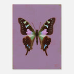 Butterfly illustration on a purple background