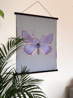 Butterfly illustration on a wall-mounted poster with green leaves in the foreground
