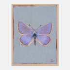 Framed artwork of a butterfly on a light blue background