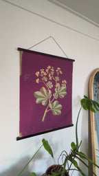 Framed Art print Lady's Mantle Magic Plants